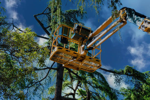 Best Commercial Tree Services  in Line Acres, MO